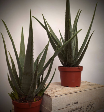 Aloe vera xxl 70cm