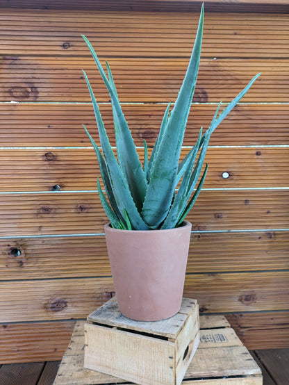 XXL Aloe vera