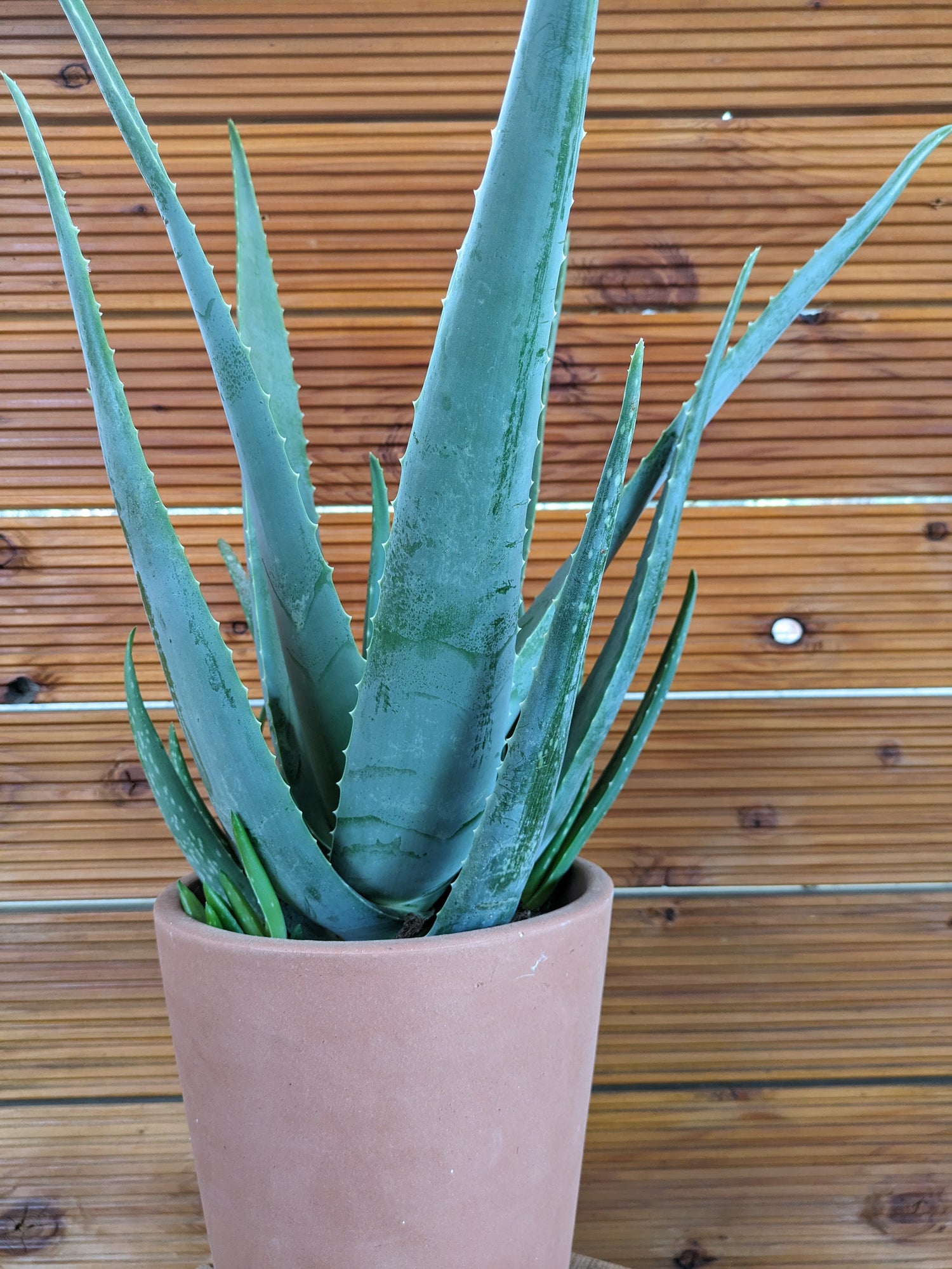 XXL Aloe vera