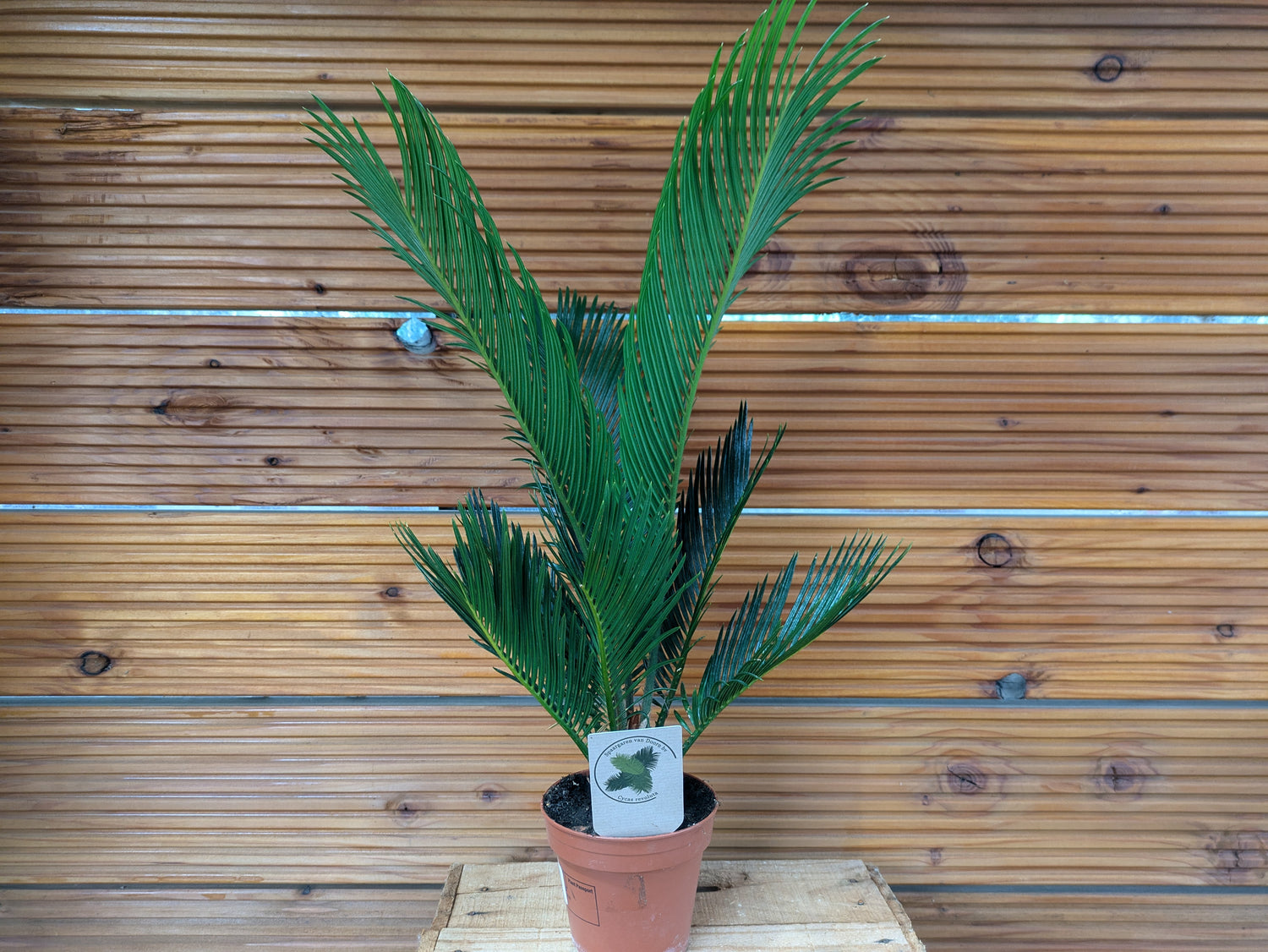 Cycas revoluta 45cm Höhe