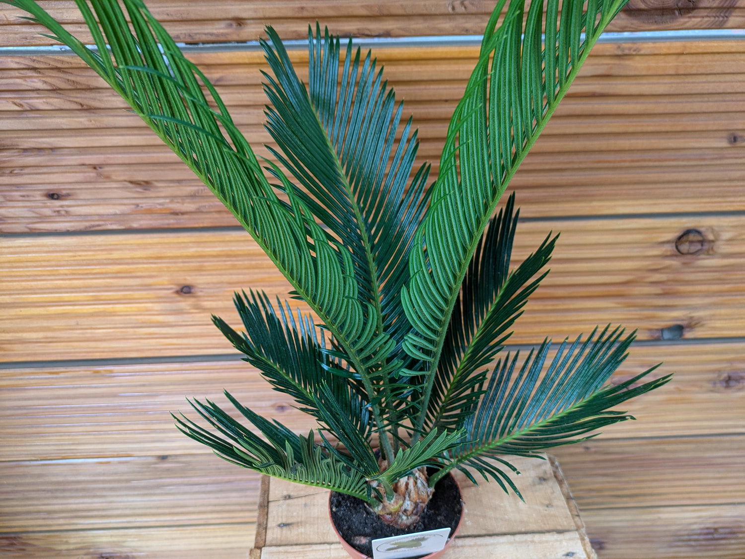 Palmfarn Cycas 45cm