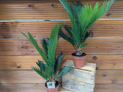 2 mal Cycas Palmfarn 45cm