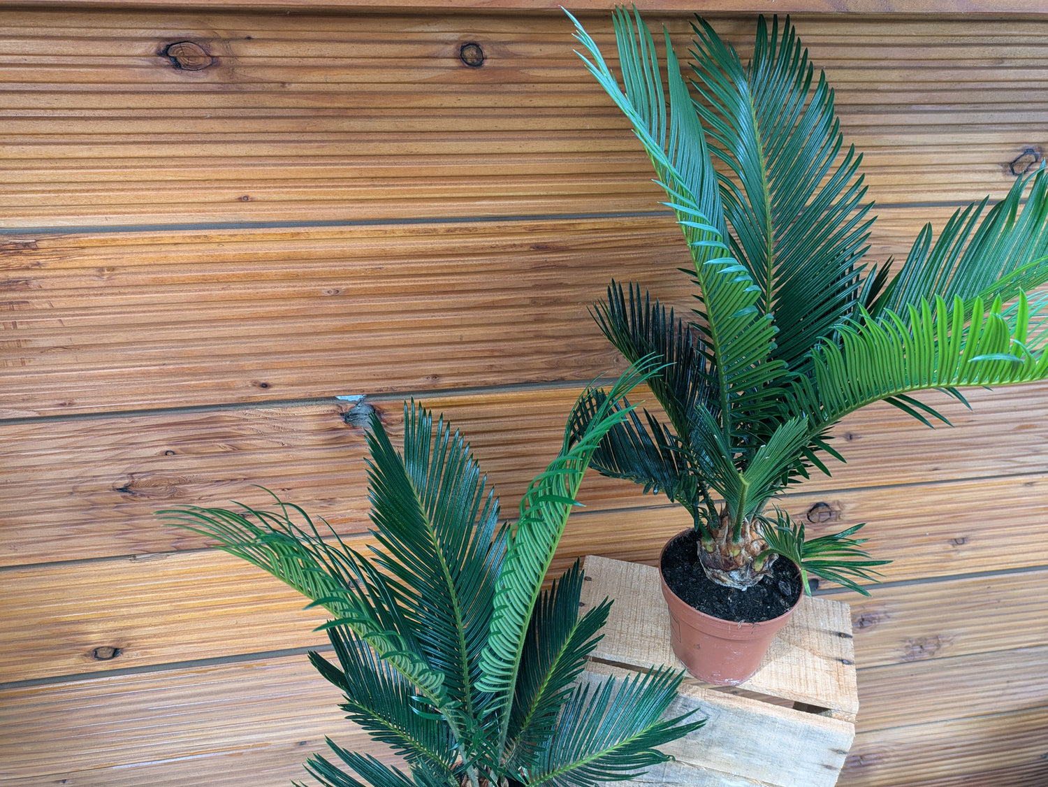 Cycas 45cm