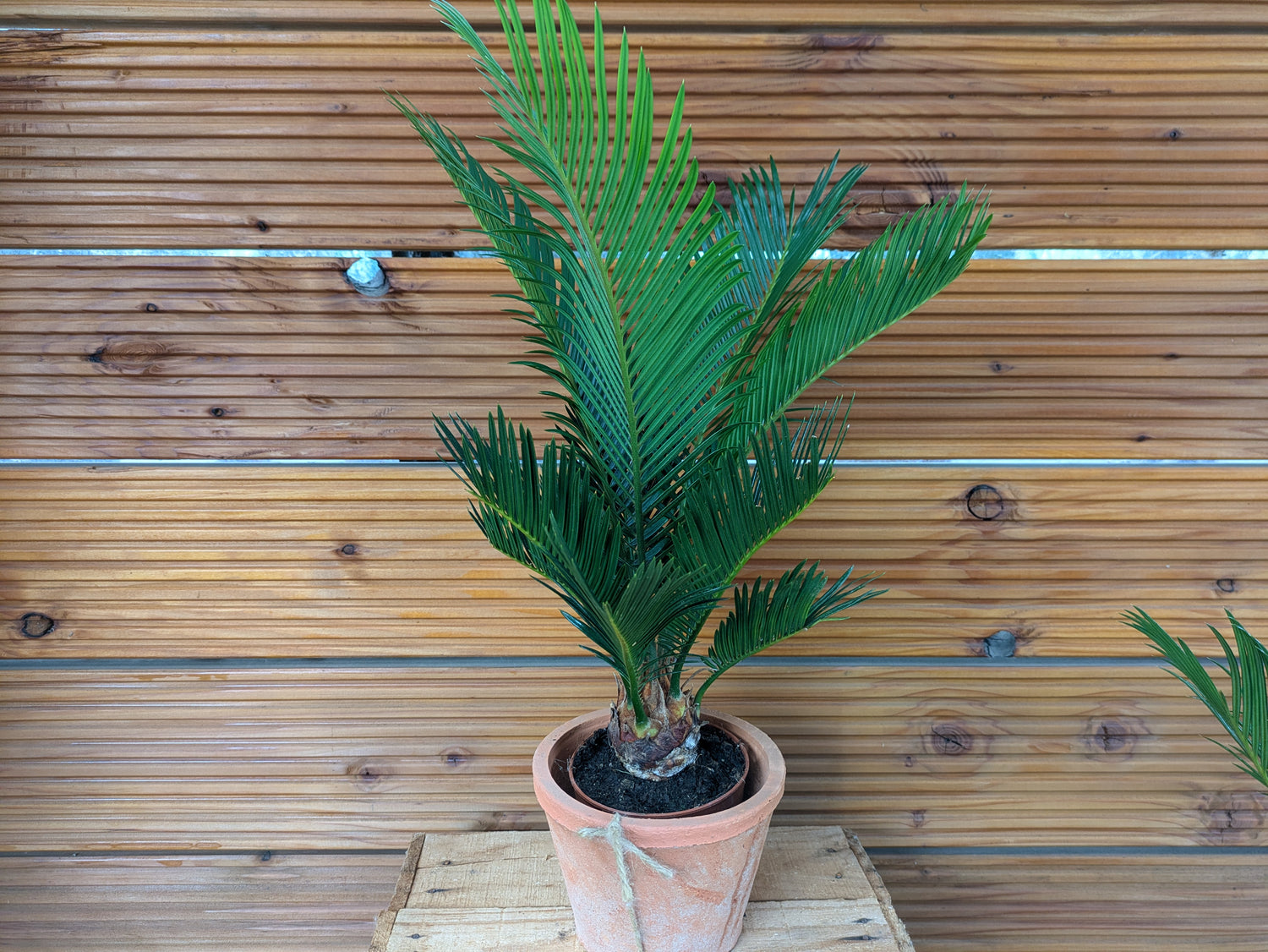 Cycas 45cm im Übertopf