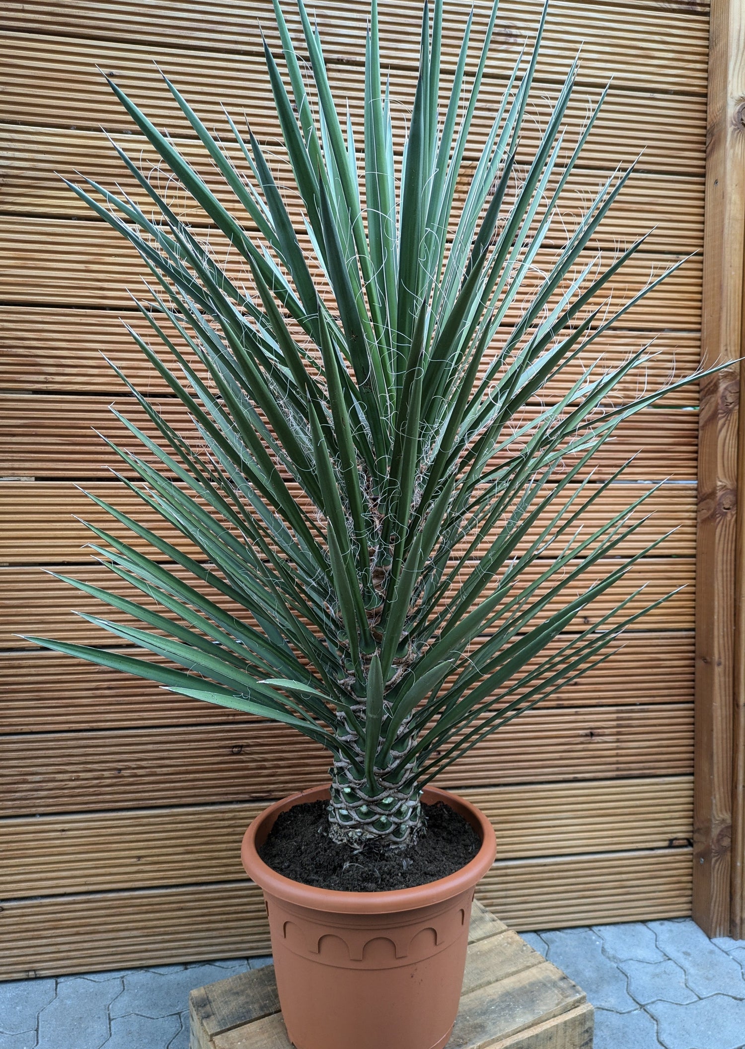 yucca filifera 140cm