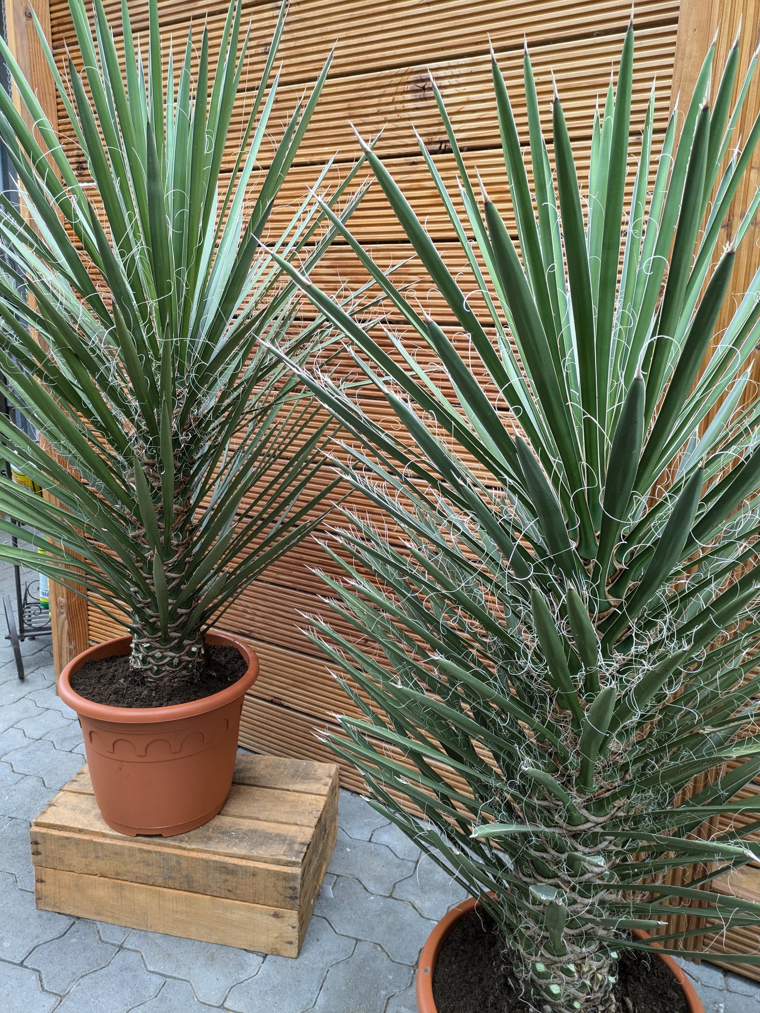 Filifera , winterharte Palmlilie,Gartenyucca