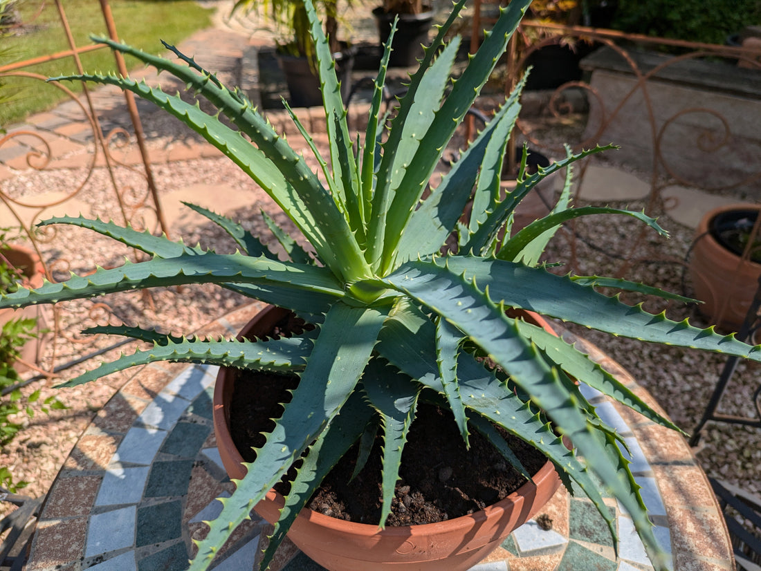 Aloe in Bonsaischale