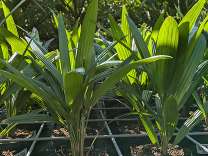 Trachycarpus fortunei Jungpflanzen