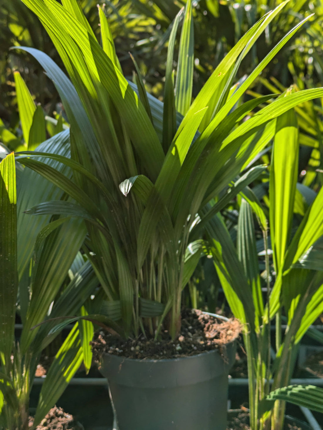 Trachycarpus einjährig