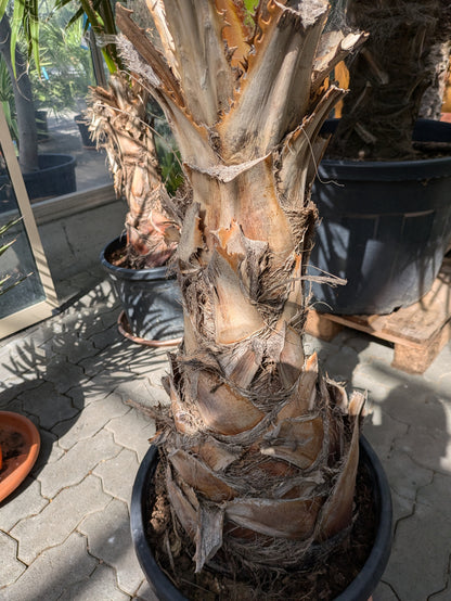 Stamm Washingtonia XXL