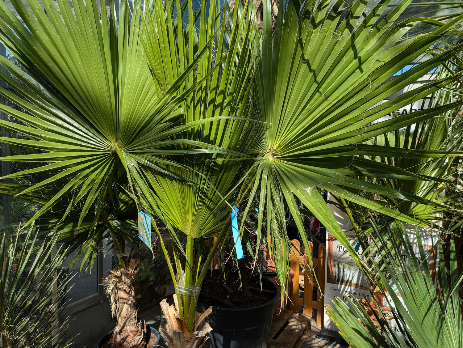 Kronenwedel Washingtonia robusta