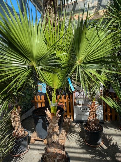 Washingtonia robusta 250cm