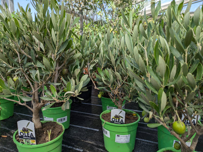 Olea europaea 3 Jahre alt