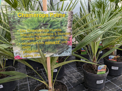 Chamaerops 65cm