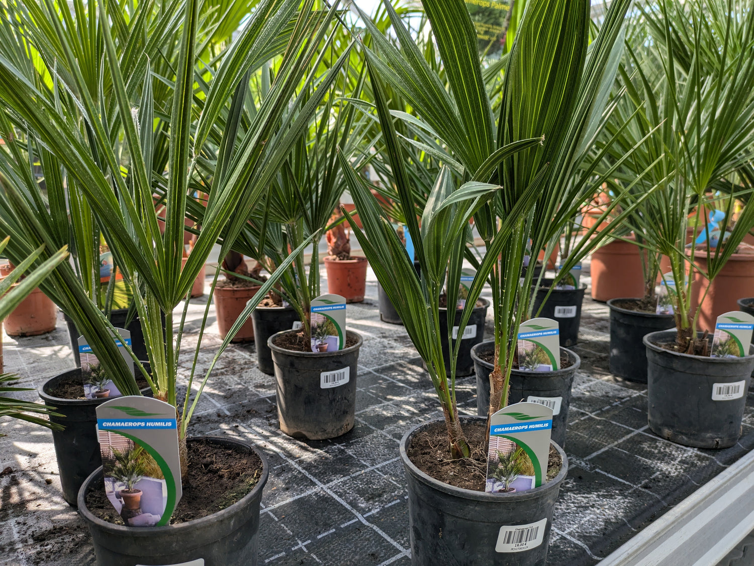 Chamaerops humilis 60cm