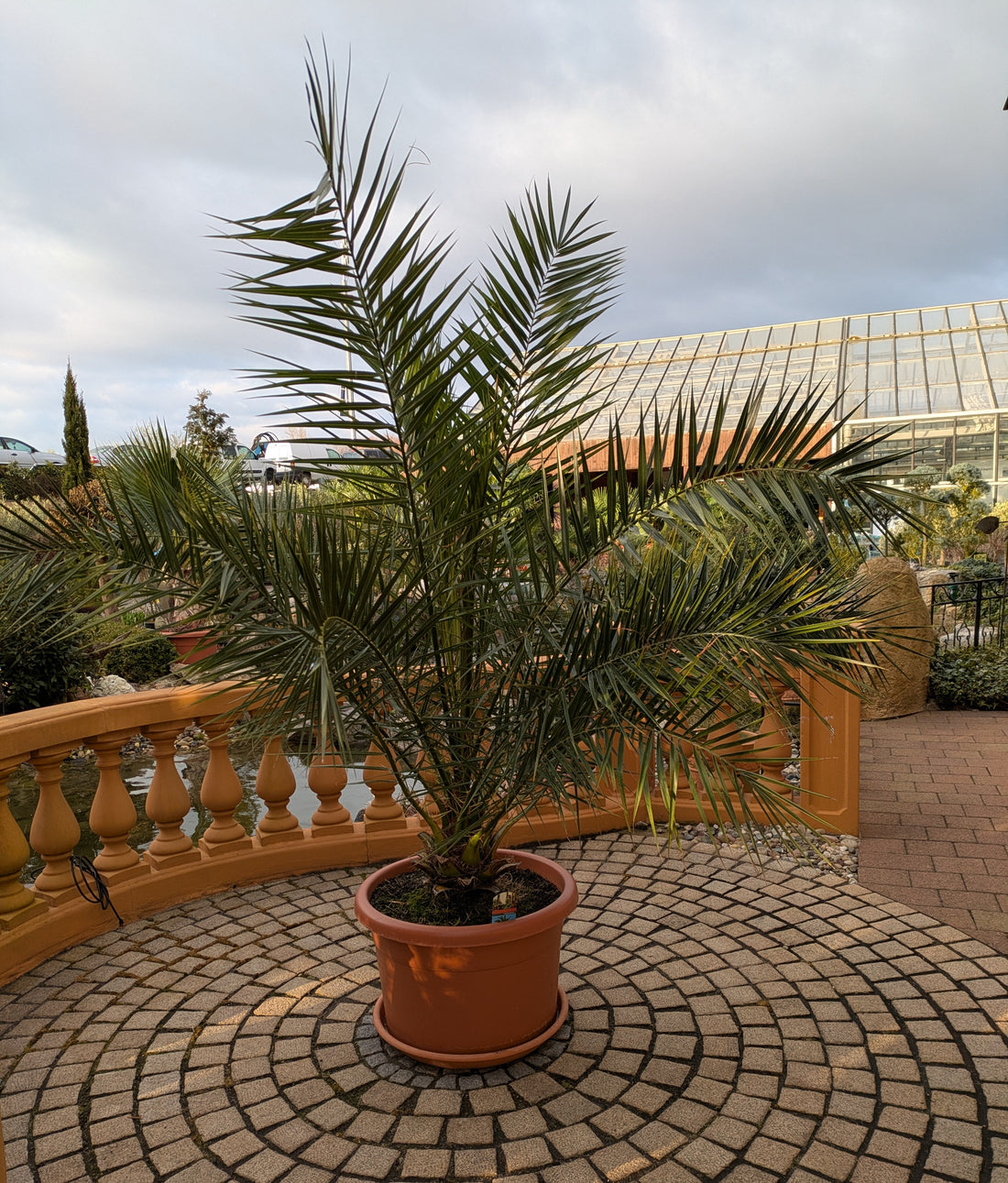 Phoenix Palme  jumbo