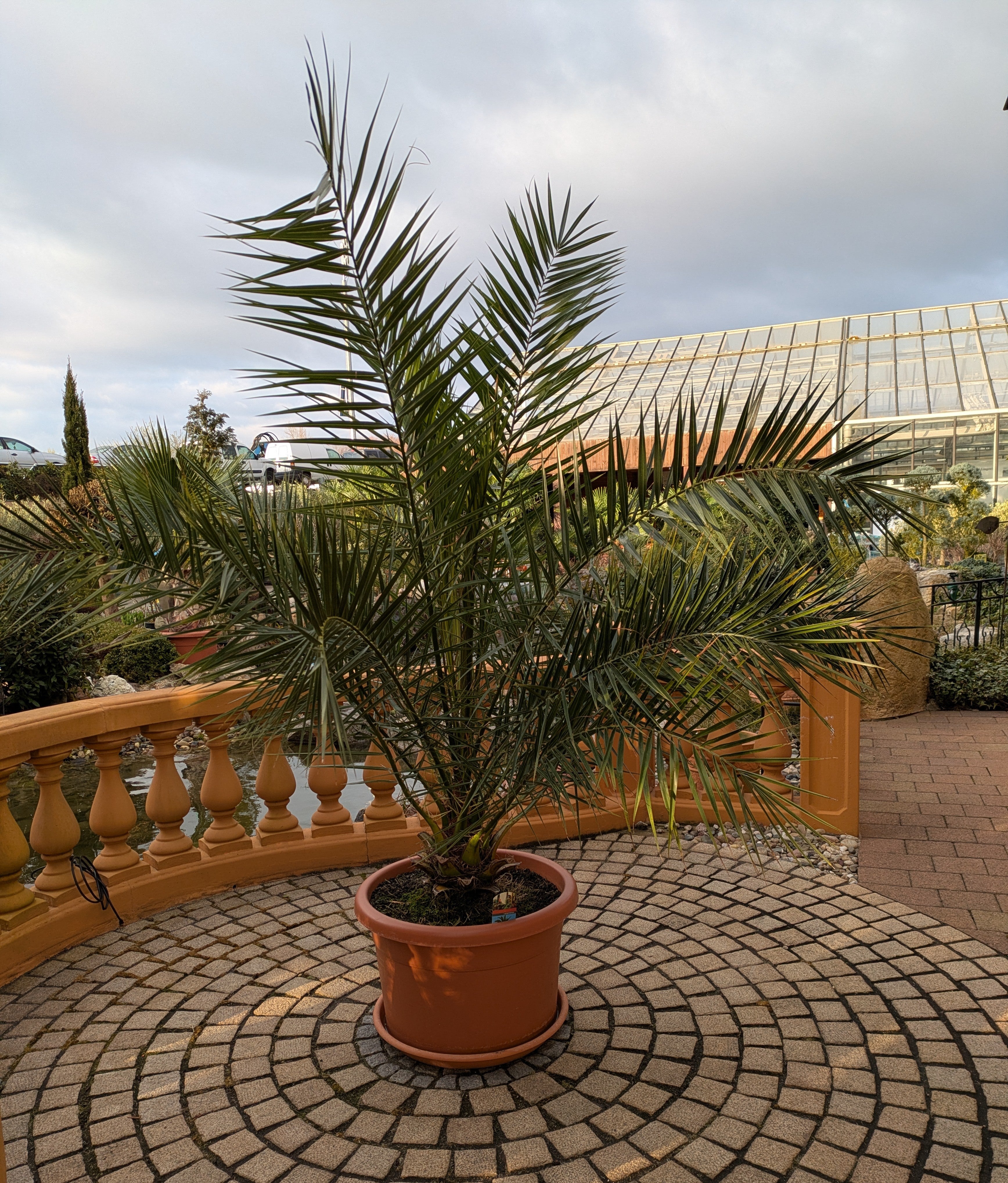 Phoenix Palme  jumbo