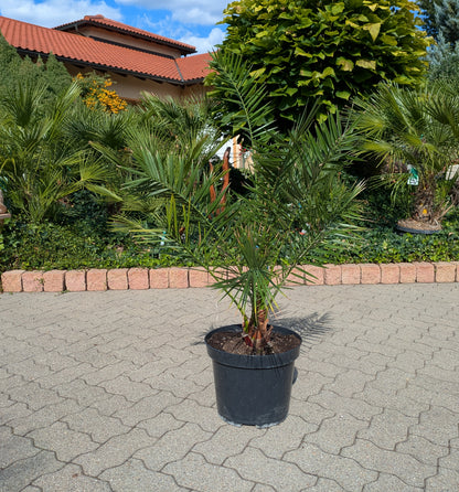 Phoenix Dattelpalme 110cm