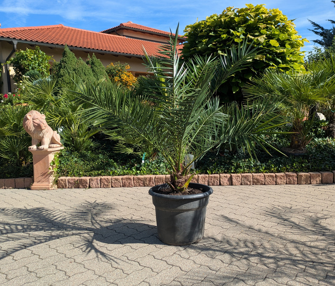 
phoenix Palme 150cm