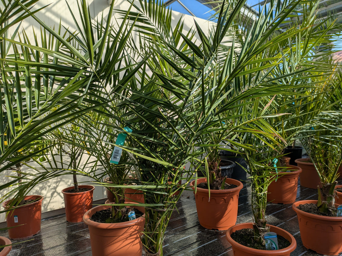 Phoenix Dattelpalmen 140cm im Toskanagarten