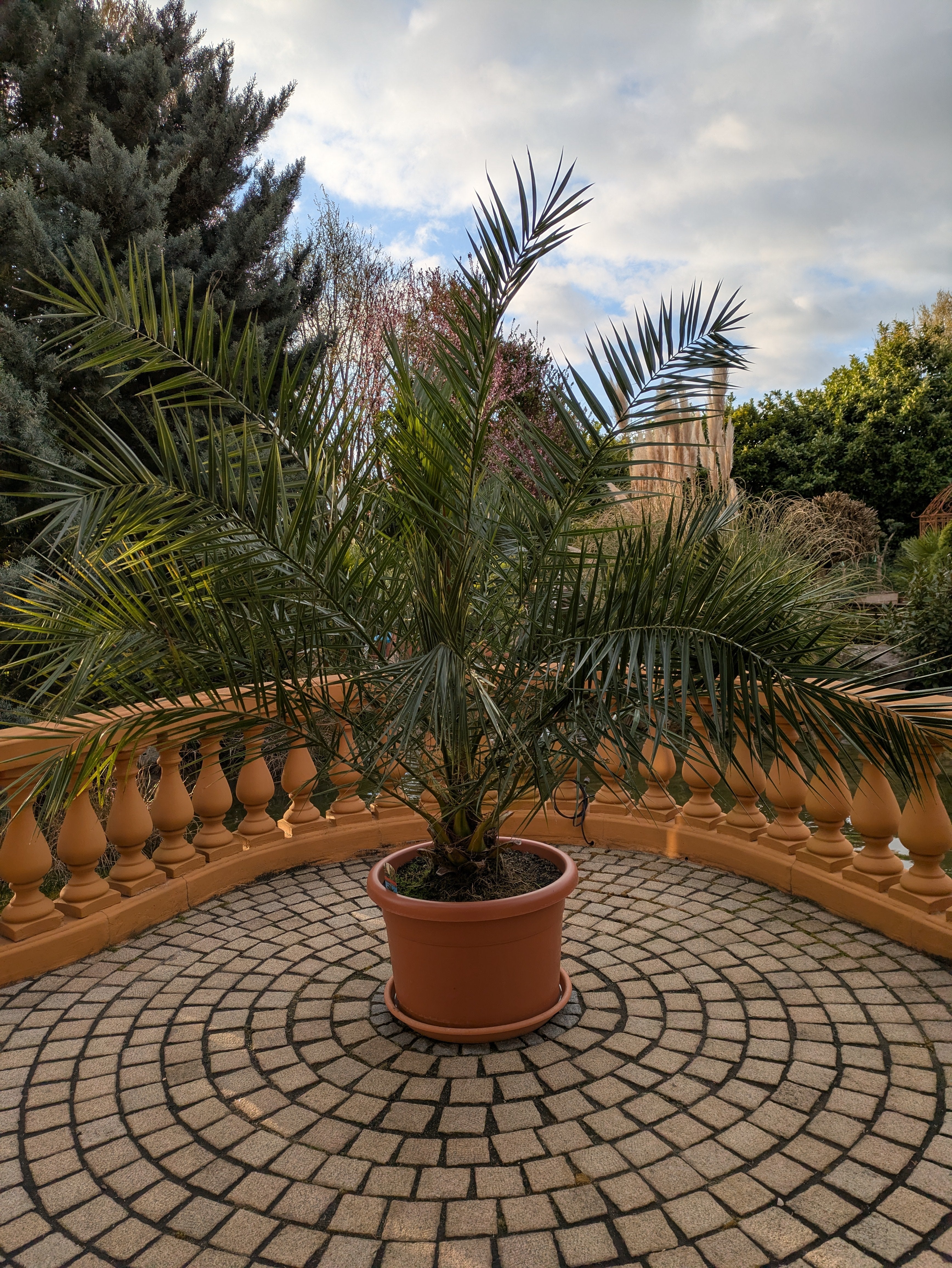 Phoenix Palme  jumbo im Toskanagarten