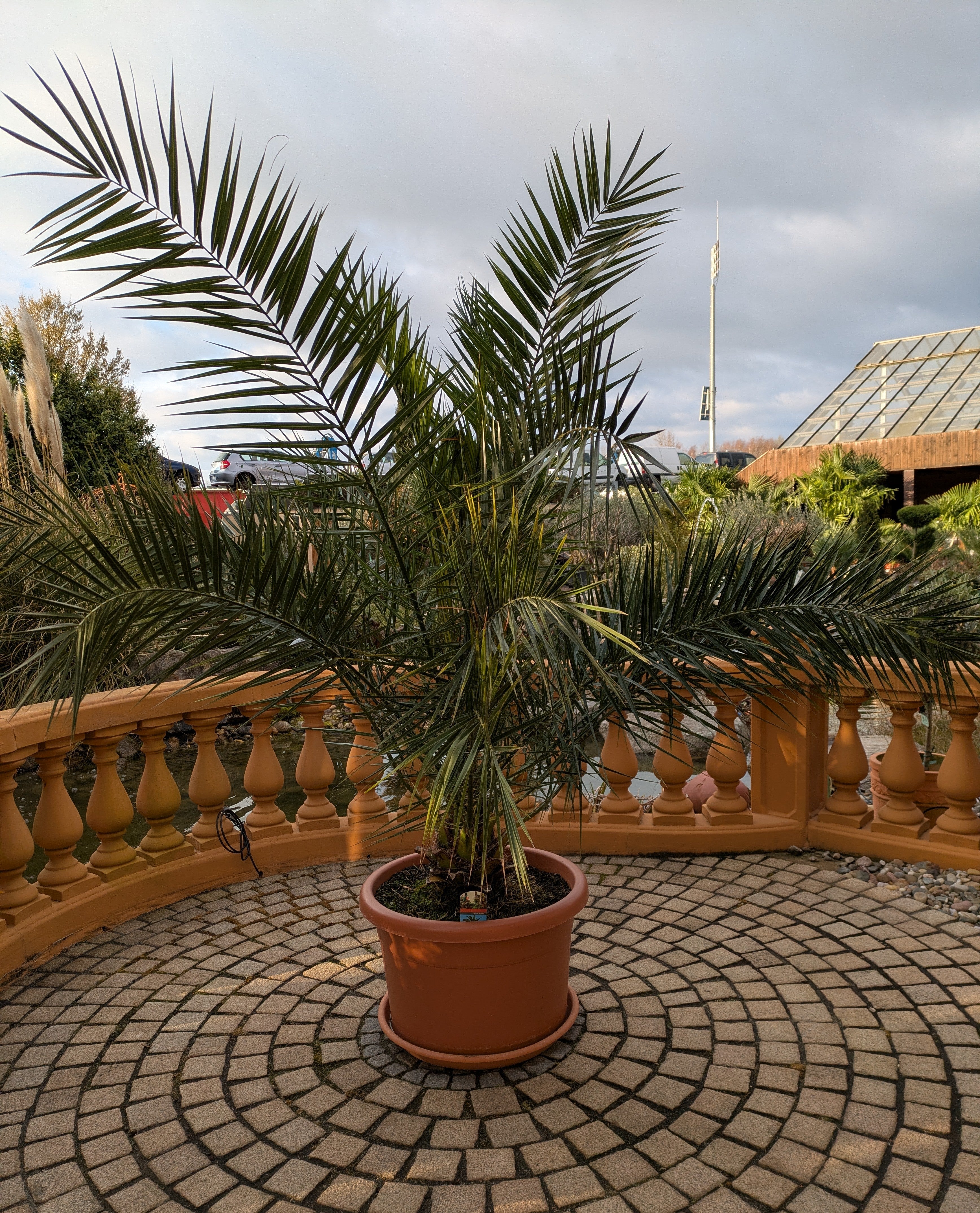 Phoenix canariensis, Dattelpalme, XXL 220cm