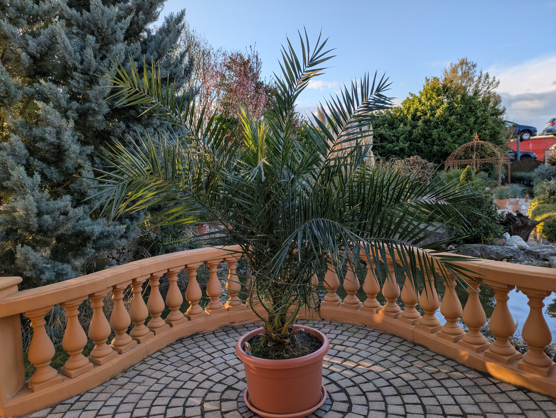 Phoenix Palme  jumbo 220cm