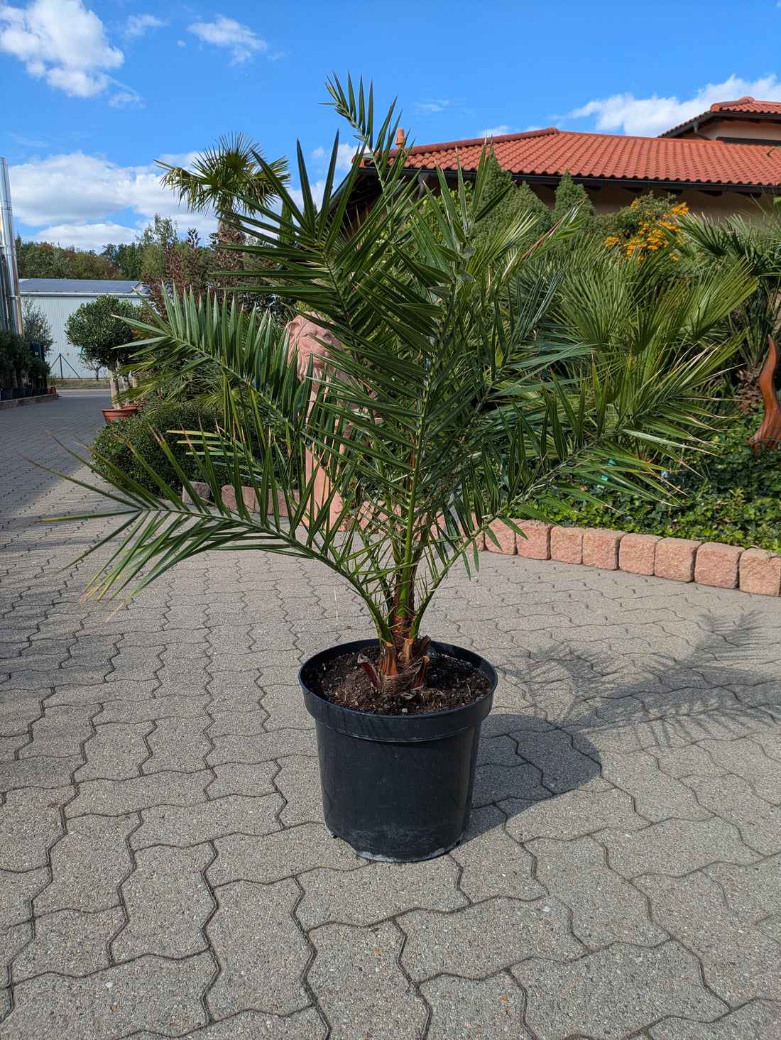 Phoenix Dattelpalme 110cm im Schaugarten