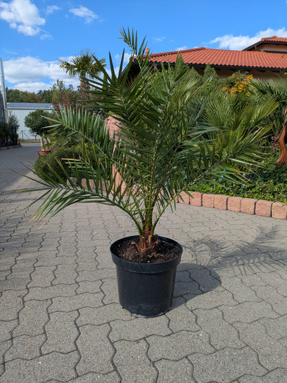 Phoenix Dattelpalme 110cm im Schaugarten