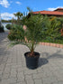 Phoenix Dattelpalme 110cm im Schaugarten