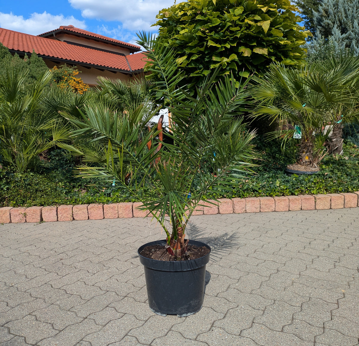 Phoenix Dattelpalme 110cm im Toskanagarten