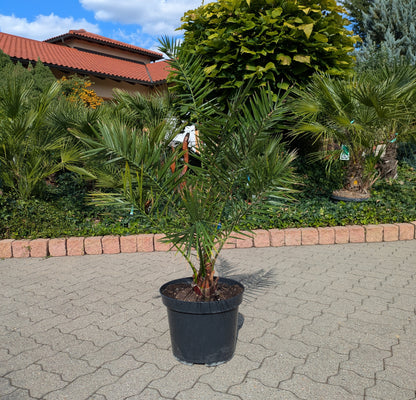 Phoenix Dattelpalme 110cm im Toskanagarten