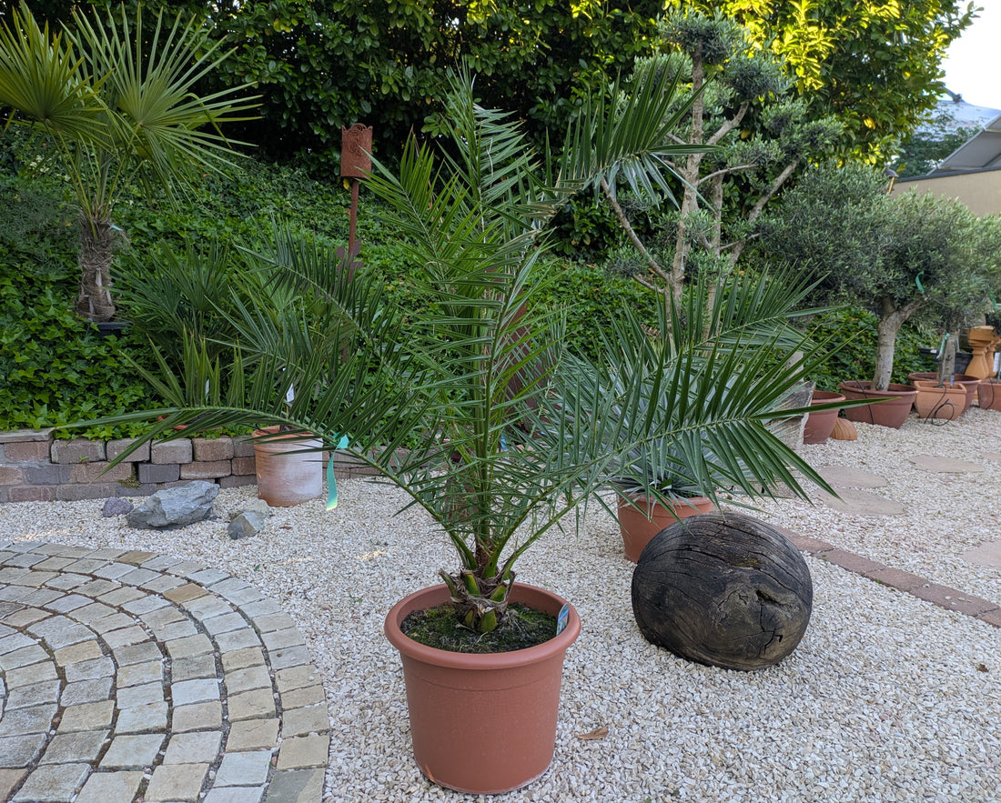 Phoenix Dattelpalme im Toskanagarten