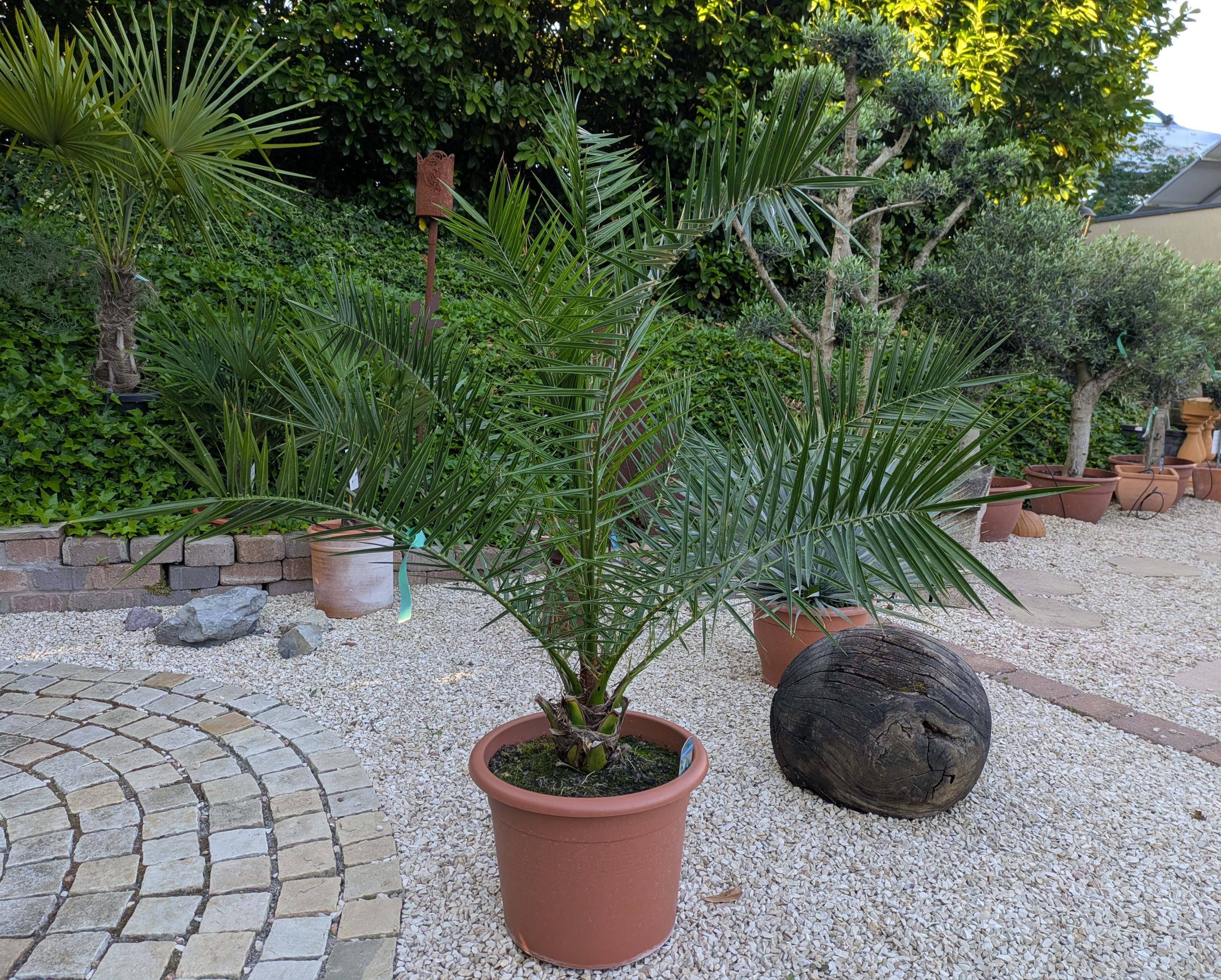 Phoenix Dattelpalme im Toskanagarten