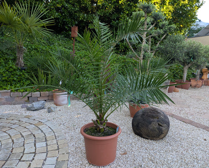 Phoenix Dattelpalme im Toskanagarten
