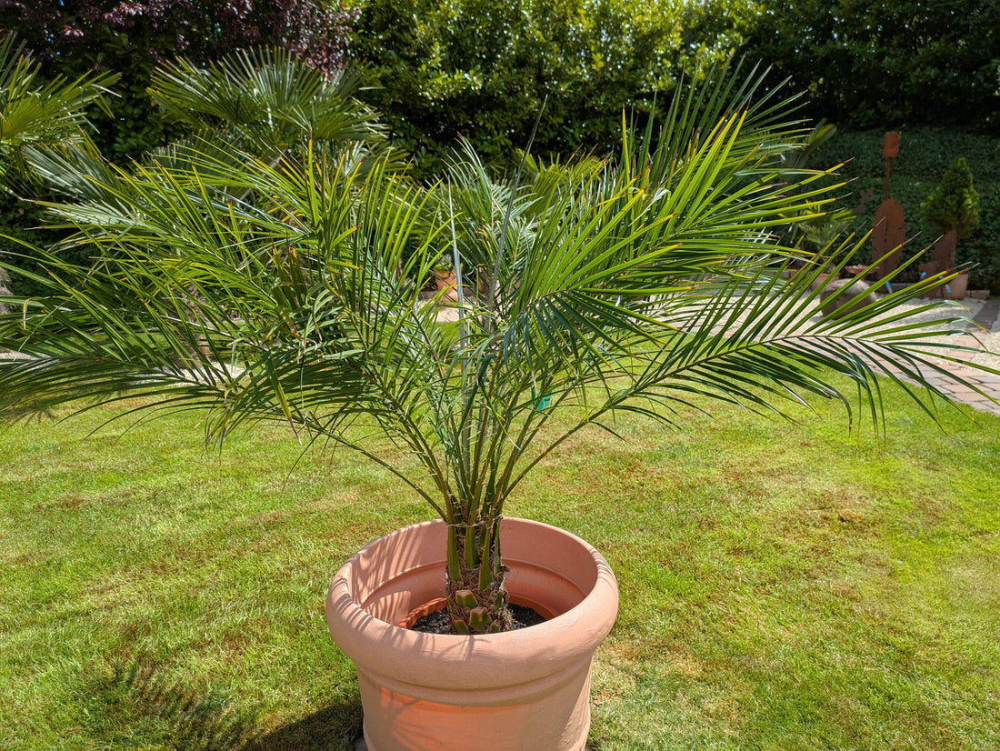 Phoenix rob. asia im Garten