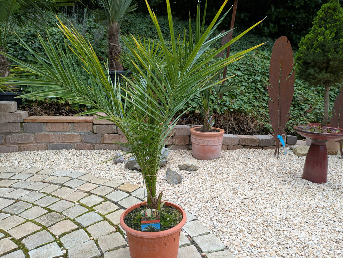 Phoenix canariensis 100cm höhe im Toskanagarten Lingenfeld