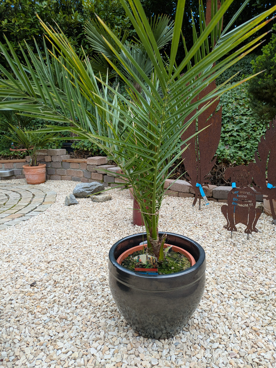 Phoenix canariensis 100cm höhe