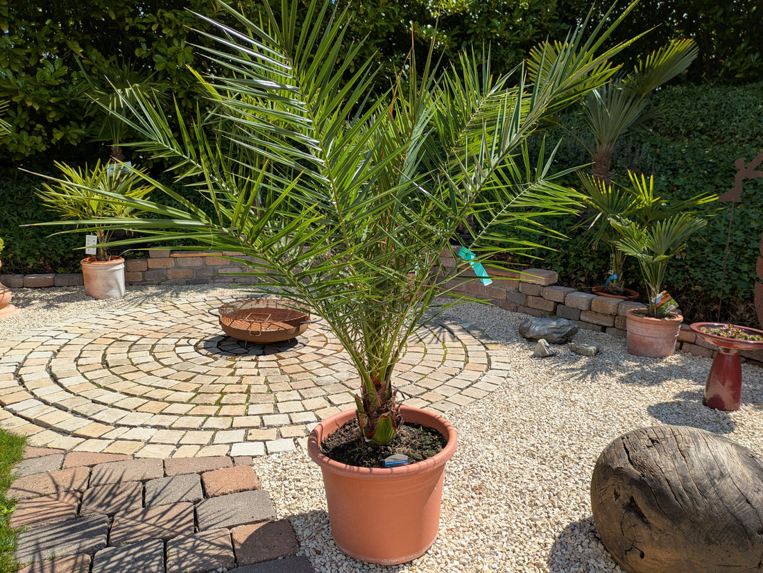 kanarische Dattelpalme 130cm höhe