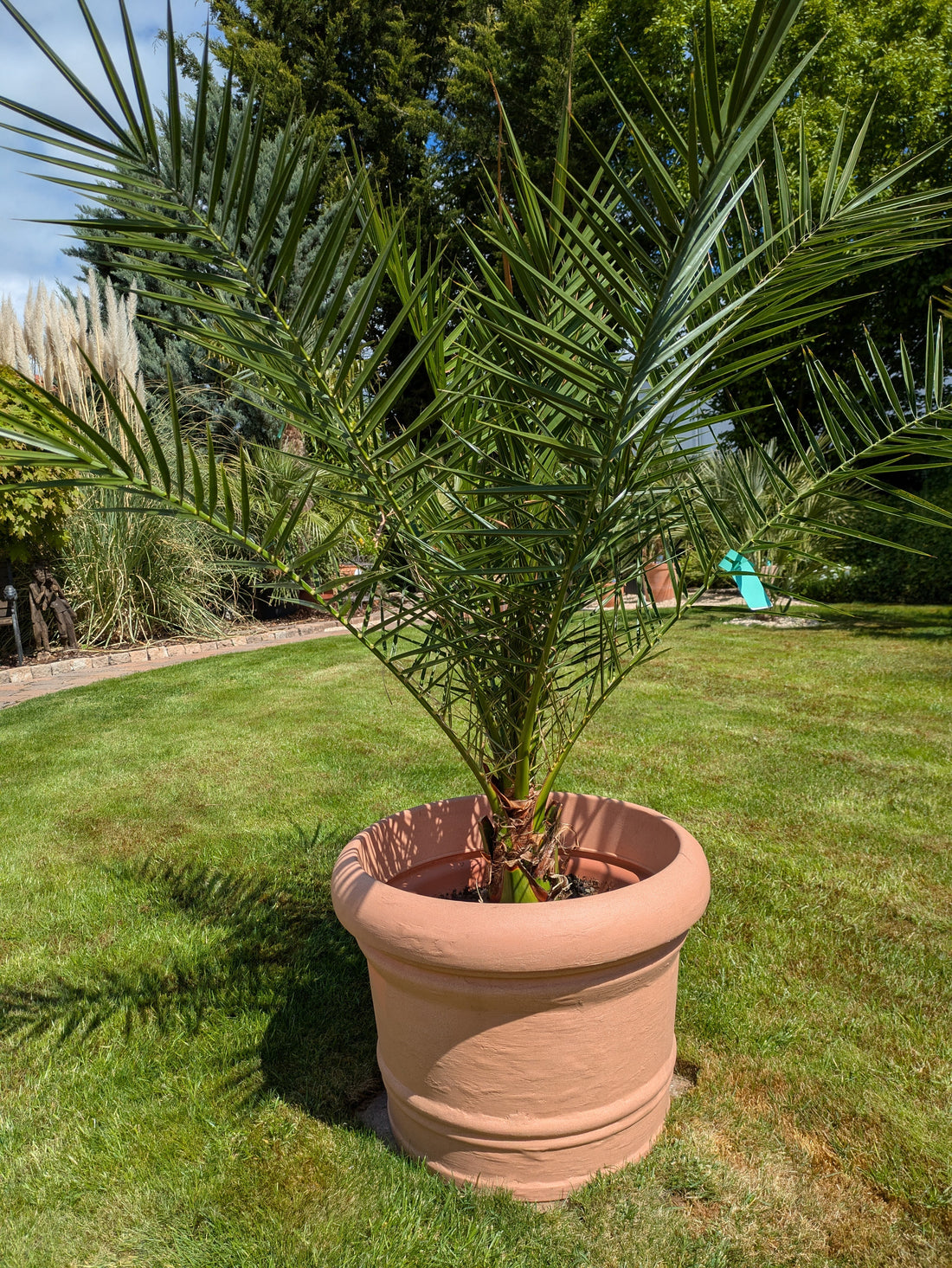 kanarische Dattelpalme 130cm höhe im Toskanagarten