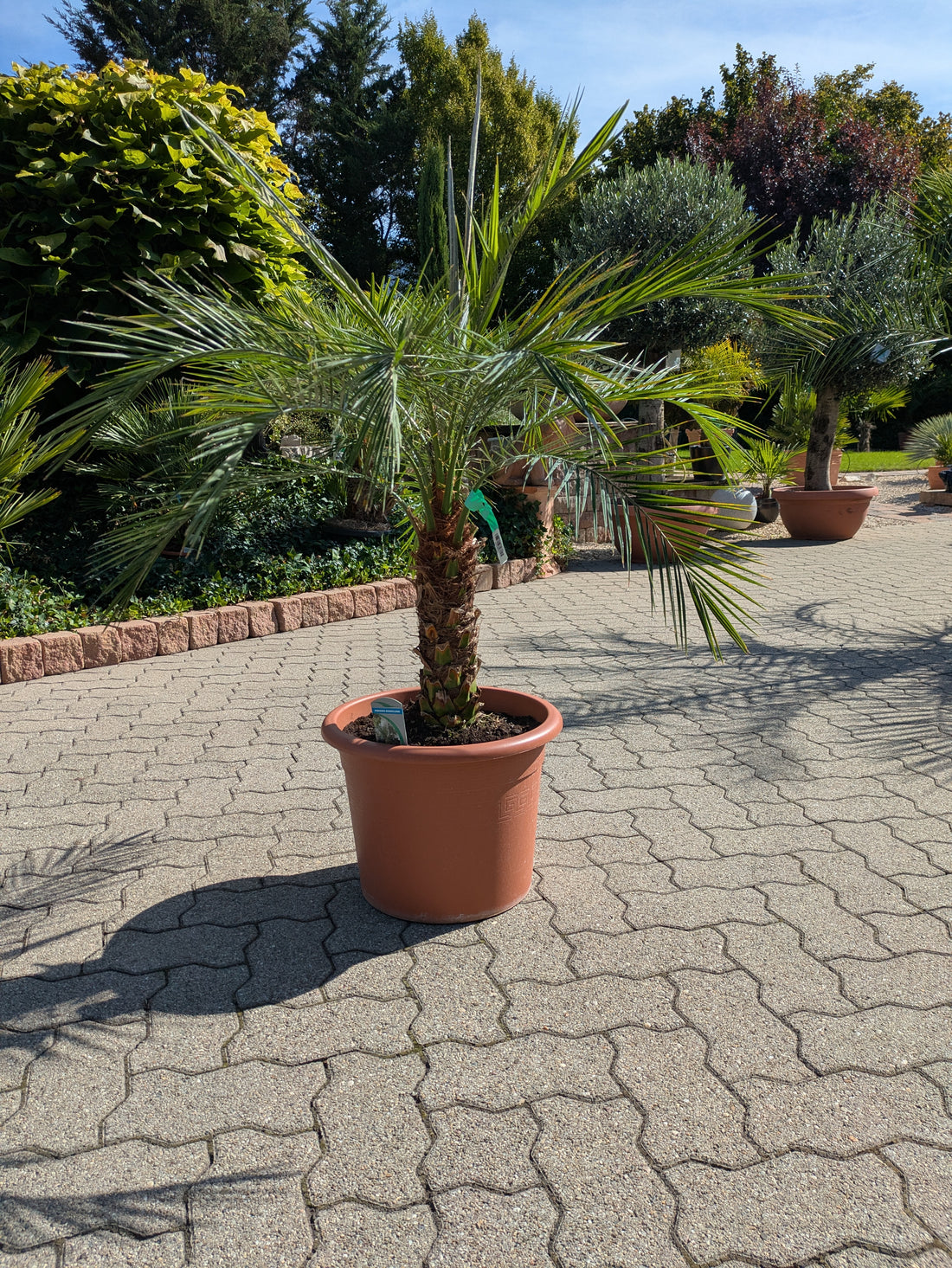 Phoenix roebelenii, Zwergdattelpalme