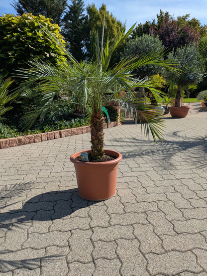 Phoenix roebelenii, Zwergdattelpalme
