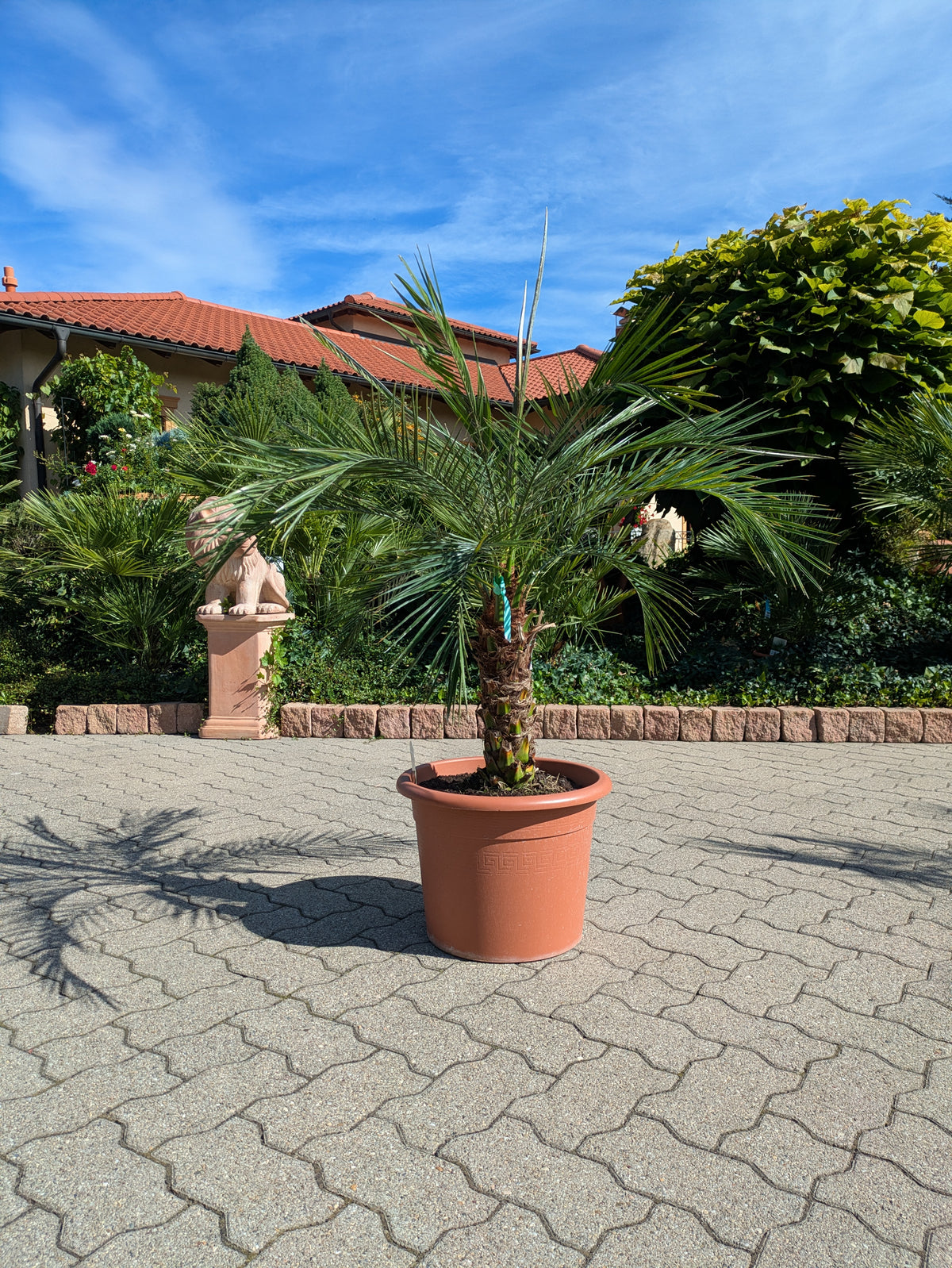 Phoenix roebelenii, Zwergdattelpalme im Toskanagarten