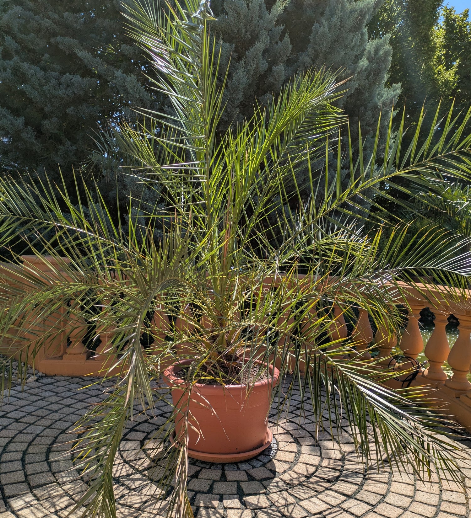 Phoenix Palme  jumbo 220cm im Toskanagarten 