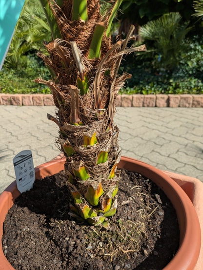 Stamm von Zwergdattelpalme