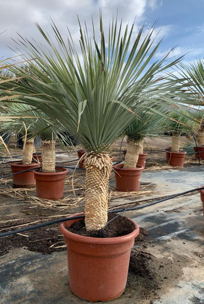Yucca sostrata 35 Jahre alt in der Baumschule