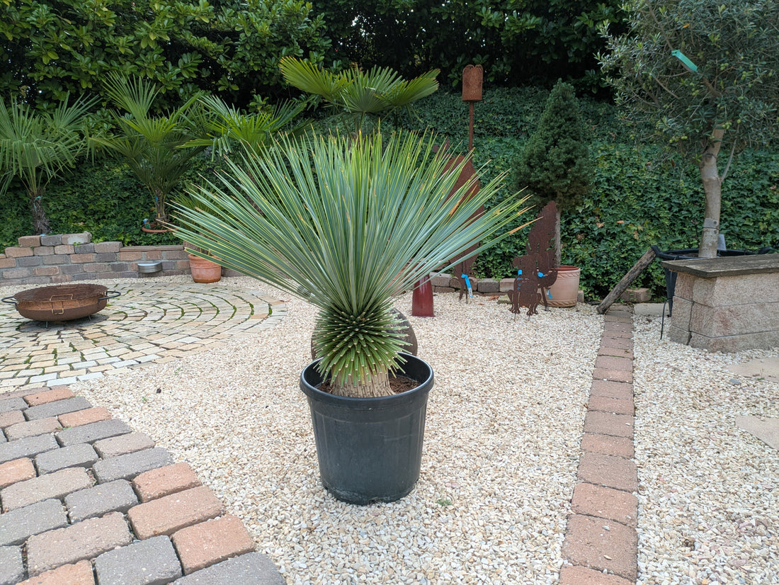 Yucca rostrata 14 Jahre  alt im Toskanagarten Lingenfeld