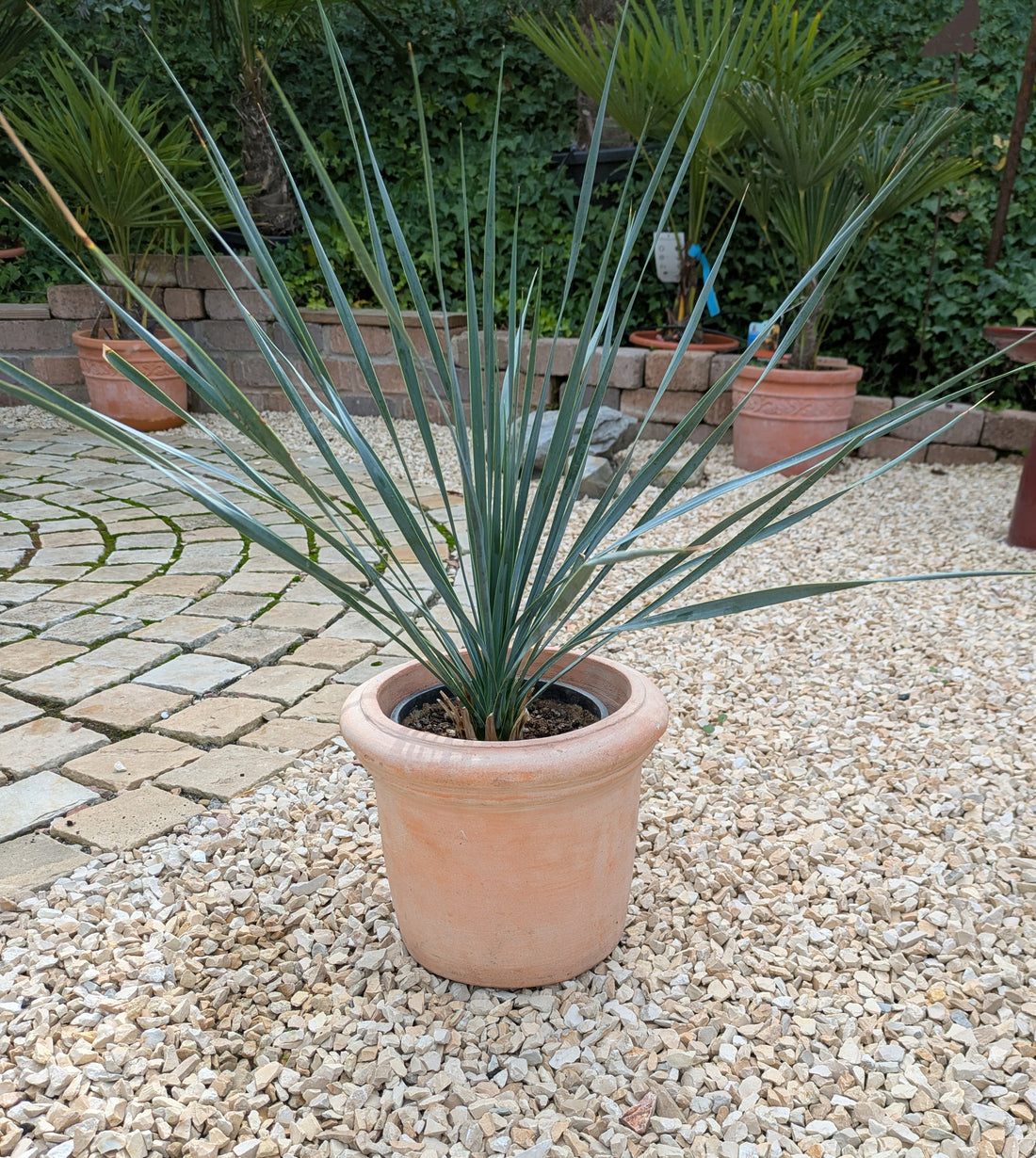 Yucca Rostrata klein