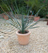 Yucca Rostrata klein
