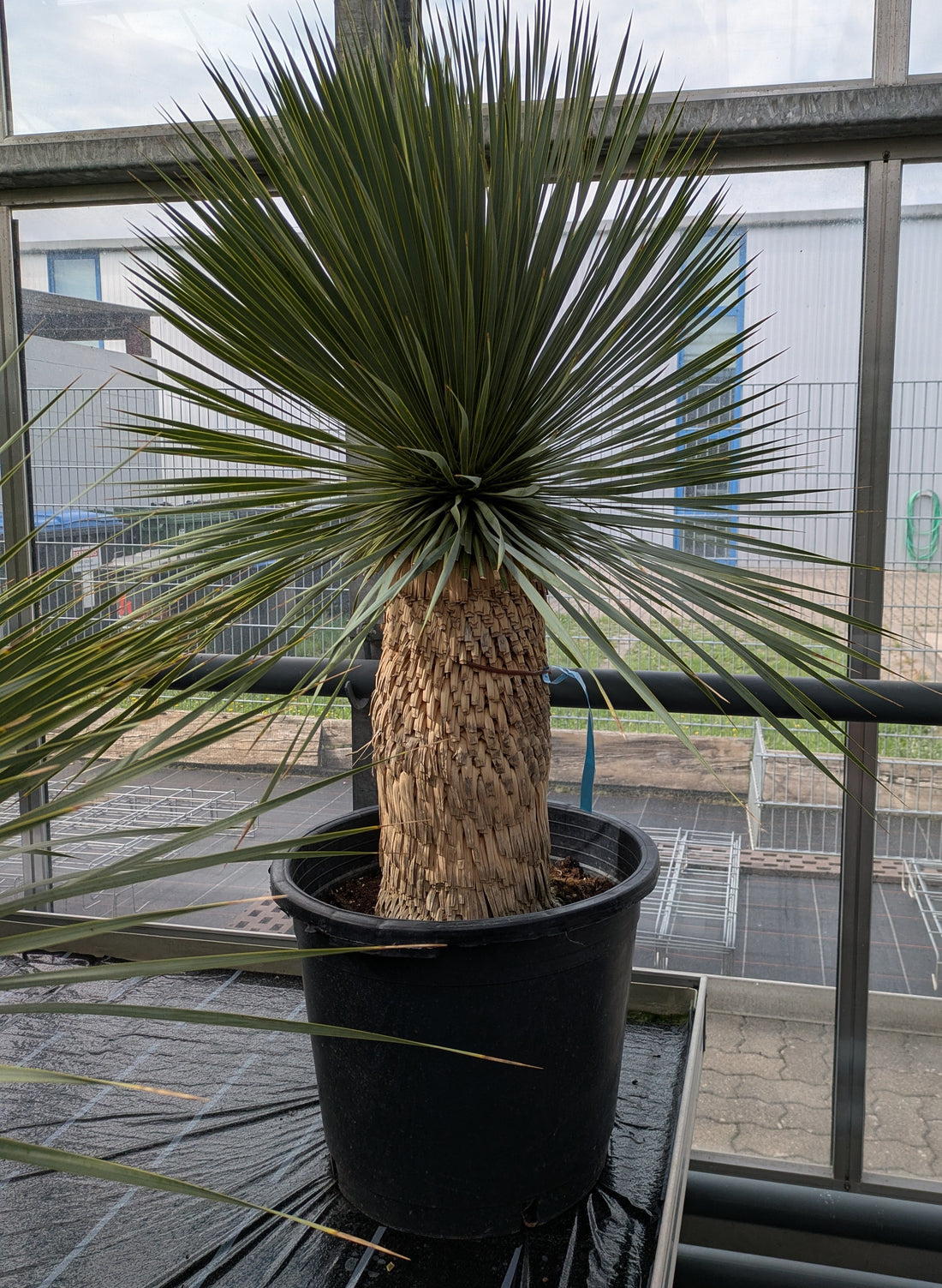 Yucca Rostrata 125cm im Gewächshaus